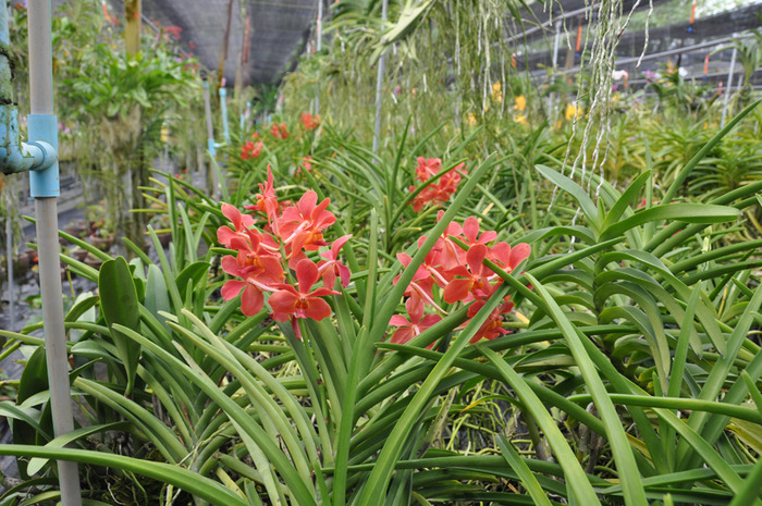 Садовые орхидеи 71642143_photo2