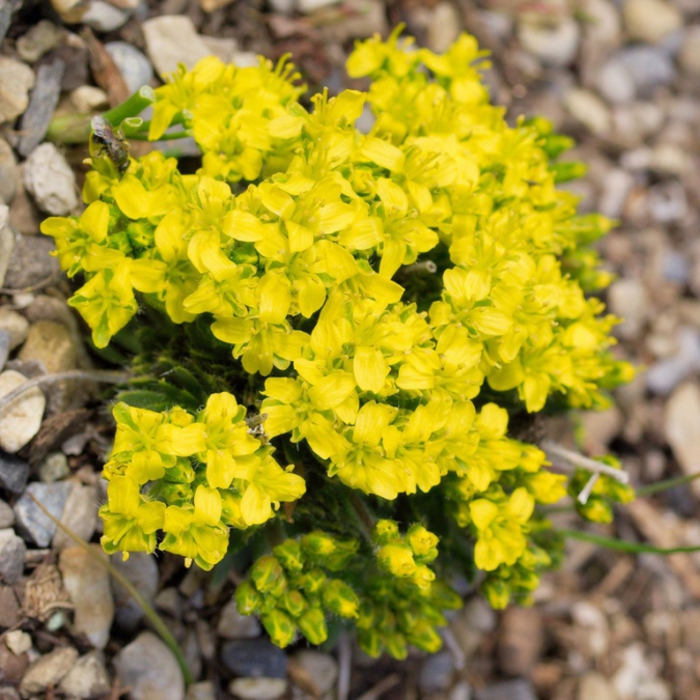 4216969_Draba (700x700, 350Kb)