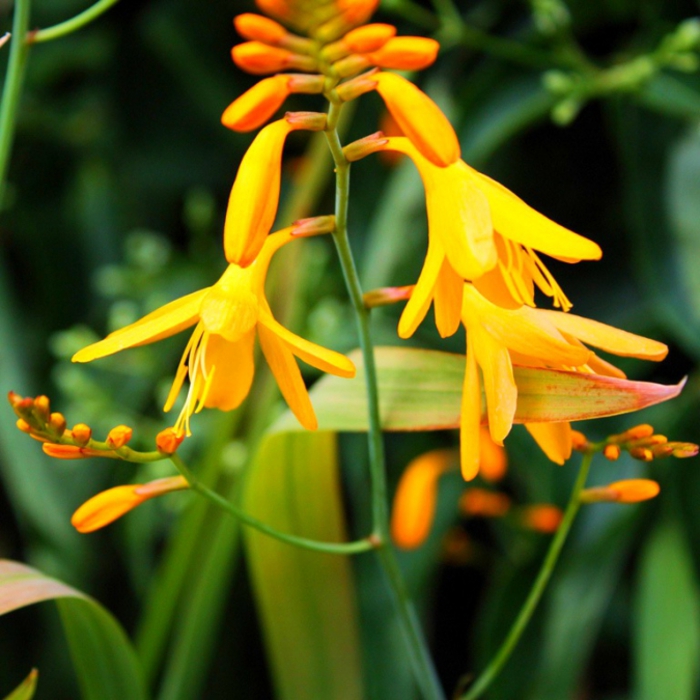 4216969_Crocosmia (700x700, 291Kb)