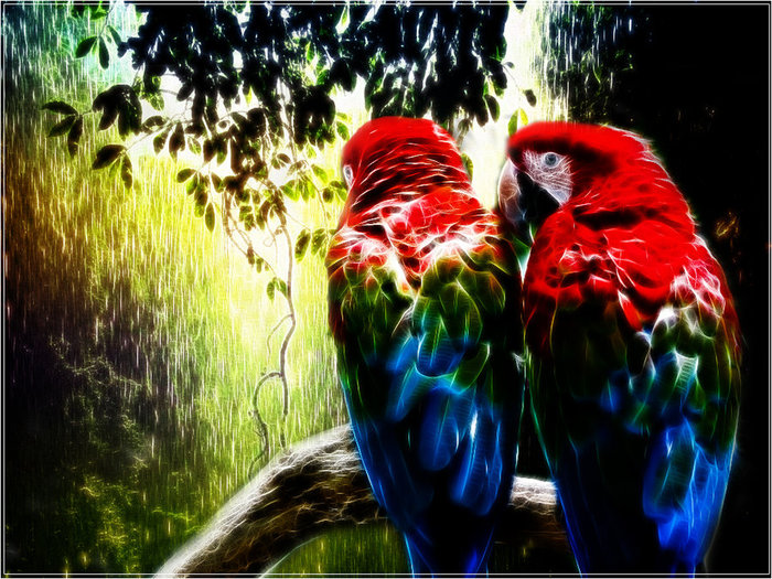 Paradise_Parrots_by_PimArt (700x525,  142Kb)