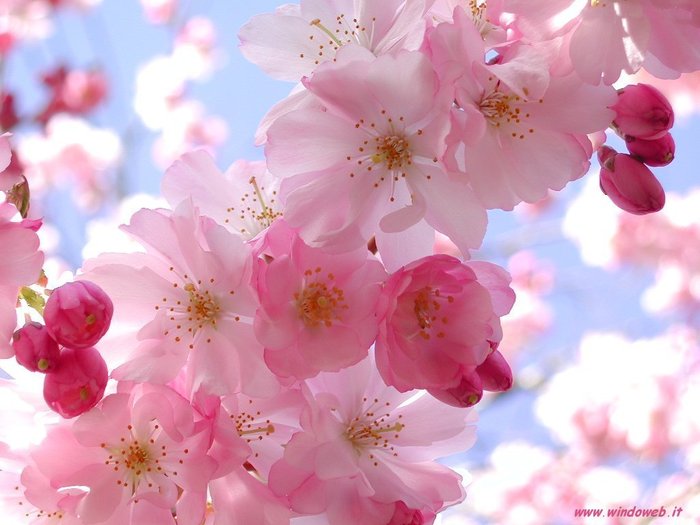 3429689_20882940_2082 (700x525, 59Kb)