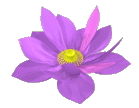 55703462_lotus1[1] (139x108, 49Kb)