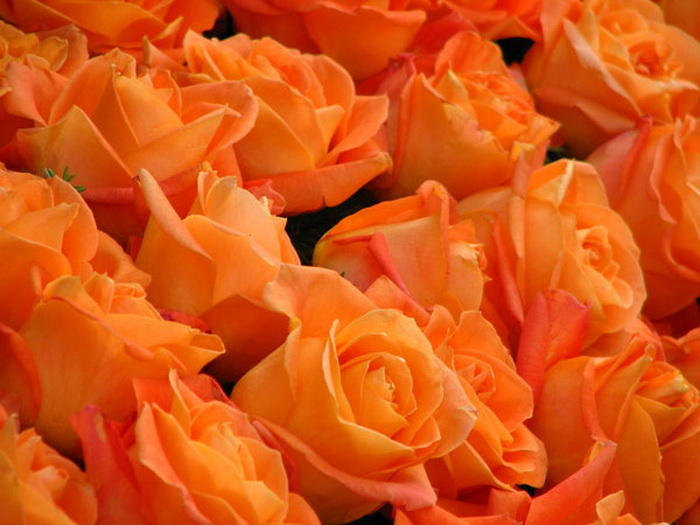 31105261_1219545948_orange_roses_by_melloncolliebaby1 (700x525, 110Kb)