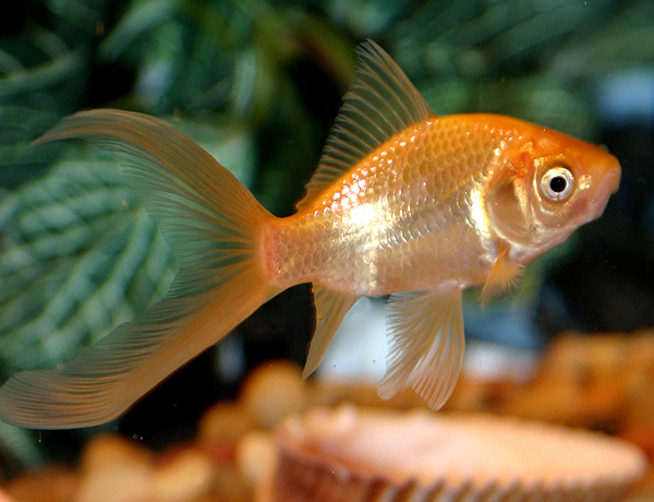 Domesticcometgoldfish (600x460, 335Kb)