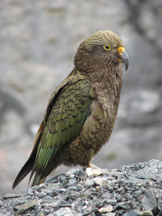 Kea (525x700, 147Kb)