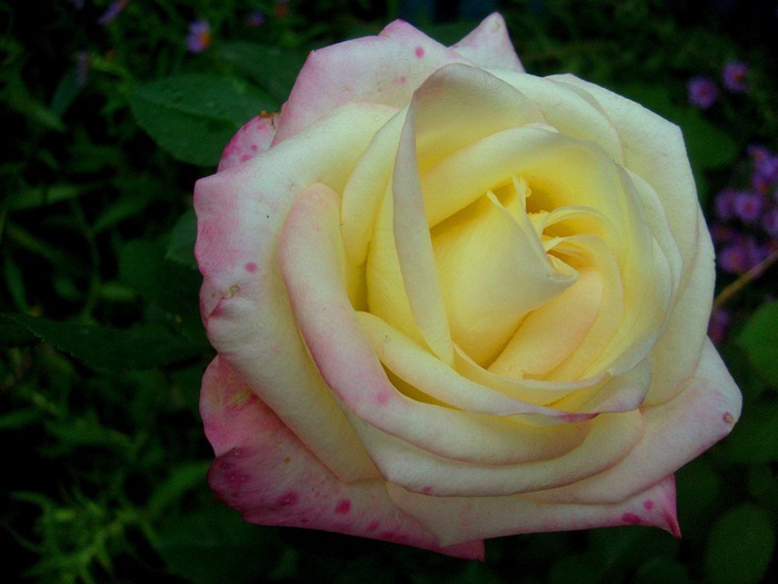 спящая роза (700x525, 93Kb)