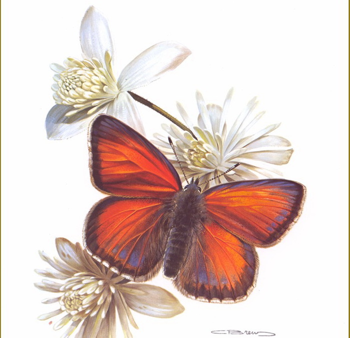 Carl Brenders /Символика бабочки default (700x675, 108Kb)