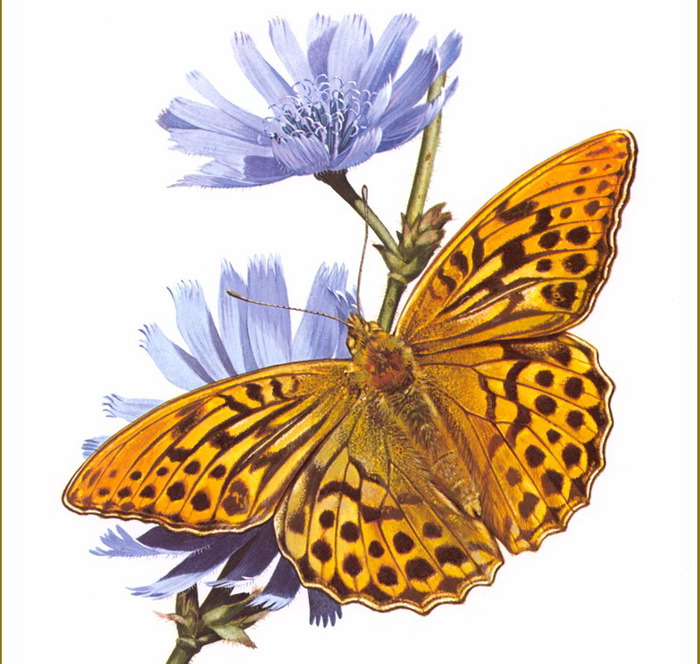 Carl Brenders /Символика бабочки default (700x664, 138Kb)