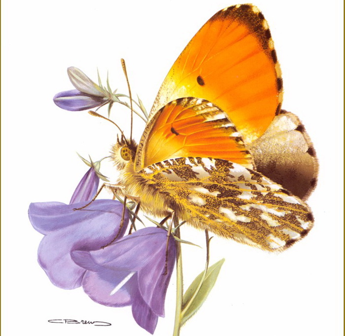Carl Brenders /Символика бабочки default (700x683, 123Kb)