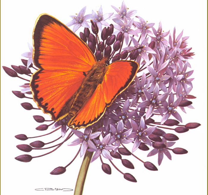 Carl Brenders /Символика бабочки default (700x656, 145Kb)
