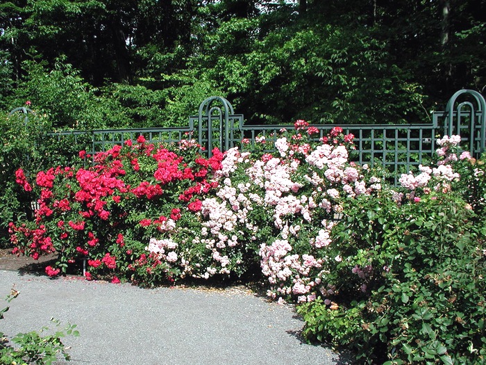 Ботанический сад, Нью-Йорк 073rosegarden (700x525, 238Kb)