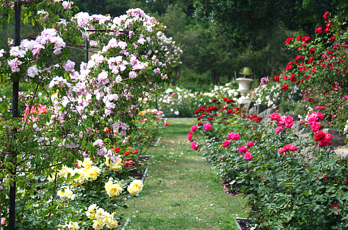 secluded-space-in-rose-garden.jpg (изображение «JPEG», 3456x2304 пикселов) - Масштабированное (24%) (700x462, 884Kb)