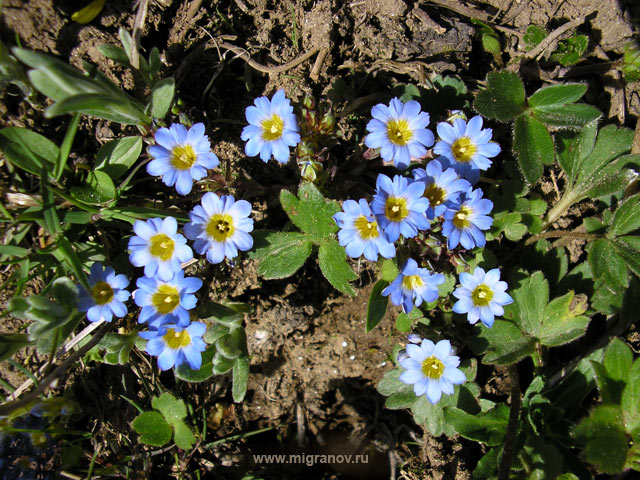 flowers_blue (640x480, 123Kb)