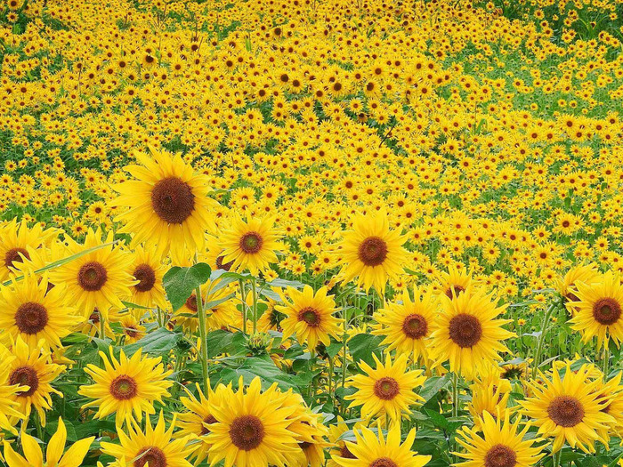 Sunflowers (700x525, 312Kb)