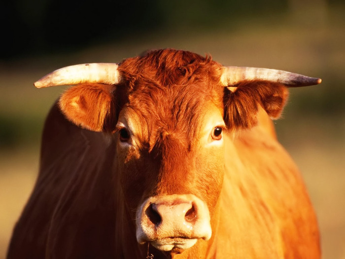 Bos_-_Cattle_(cows) (700x525, 93Kb)