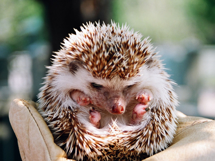 Hedgehog (700x525, 150Kb)