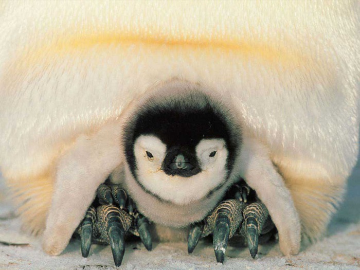Penguin_infant (700x525, 87Kb)