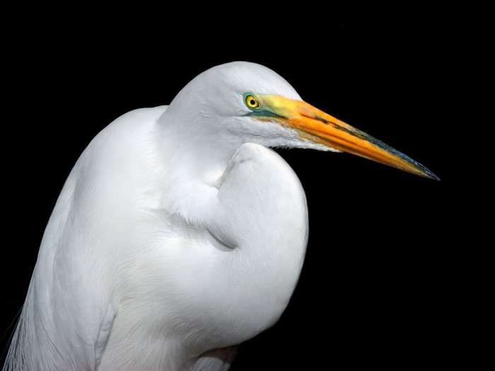 White_Heron (700x525, 37Kb)