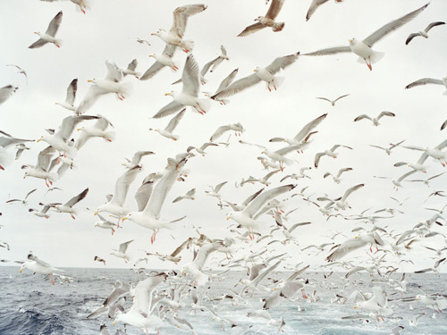 3749748_tumblr_lhn6sivjVp1qaeovmo1_500 (500x375, 67Kb)
