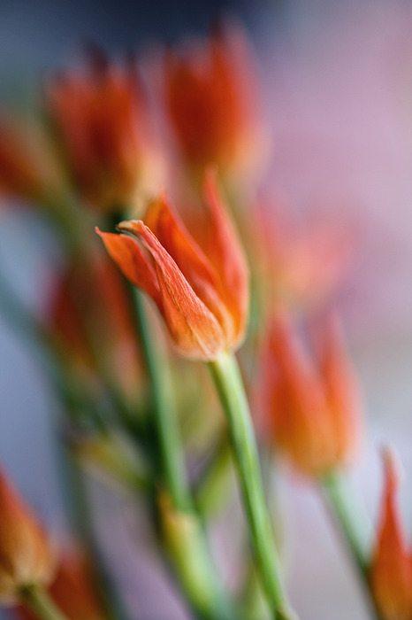 1901311_12 (466x700, 58Kb)