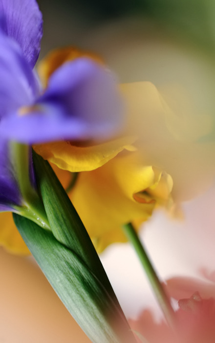 1901311_16 (440x700, 54Kb)