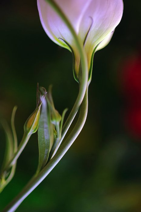 1901311_18 (465x700, 31Kb)