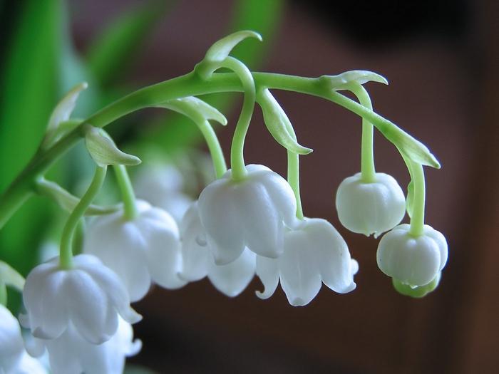 1868538_Forest_lily_of_the_valley (700x525, 208Kb)
