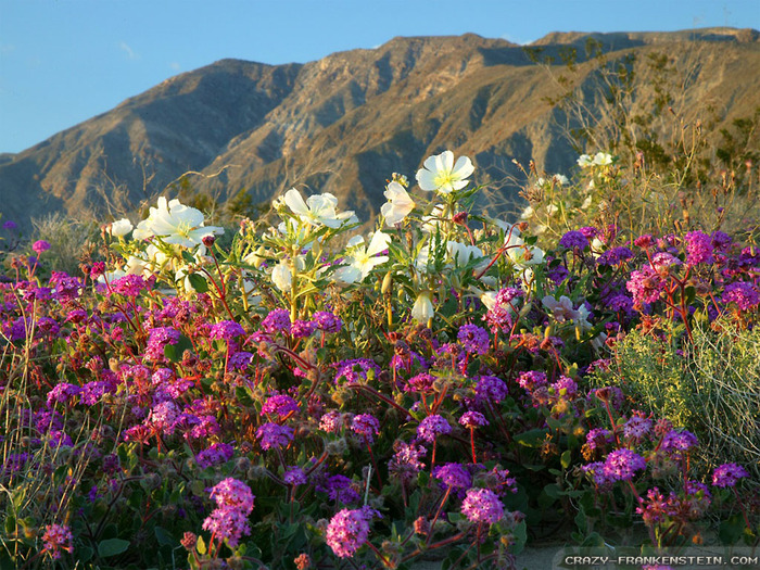 spring-time-desert-flowers-wallpapers-1024x768 (700x525, 249Kb)