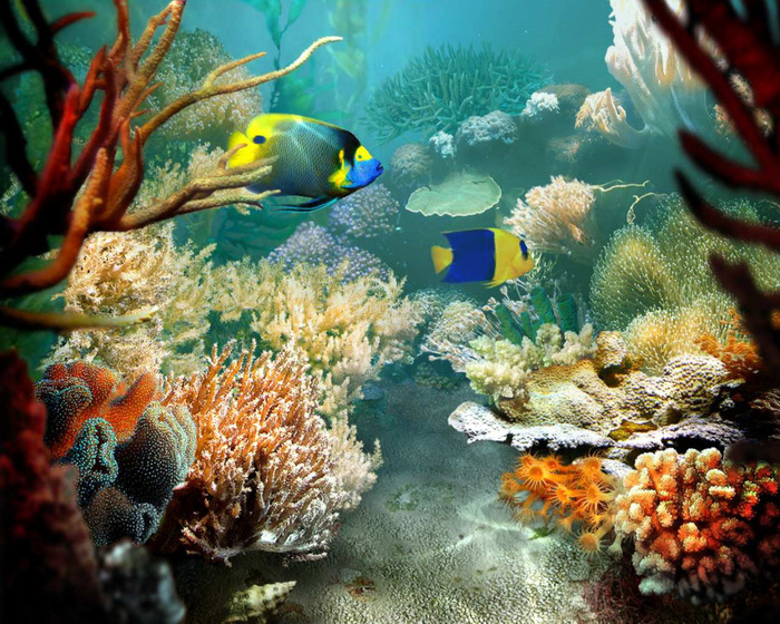 Tropical-Fish-3D-Photo-Screensaver_1 (700x560, 211Kb)
