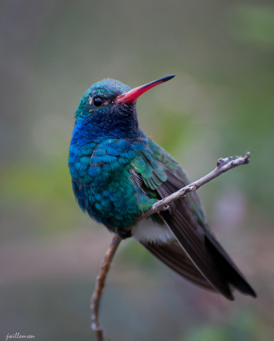 kolibri (561x700, 260Kb)