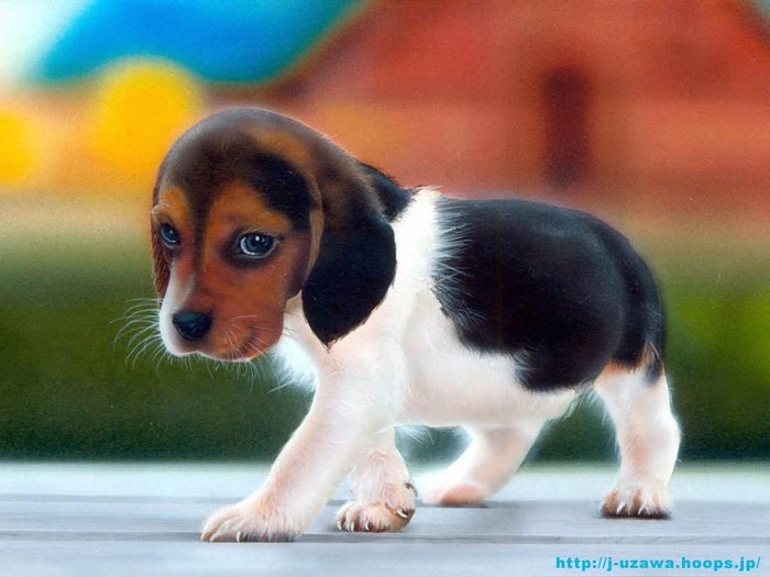 beagle-puppy (700x525, 201Kb)