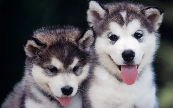1287044807_1440x900_cute-husky-puppies-in-nature (700x437, 94Kb)