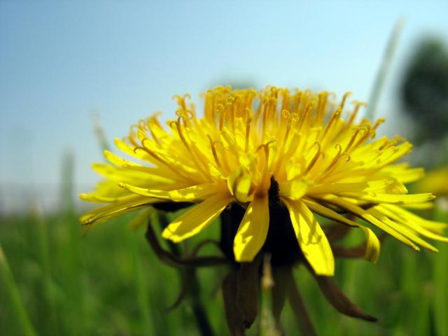 74338921_dandelion2preview.jpg