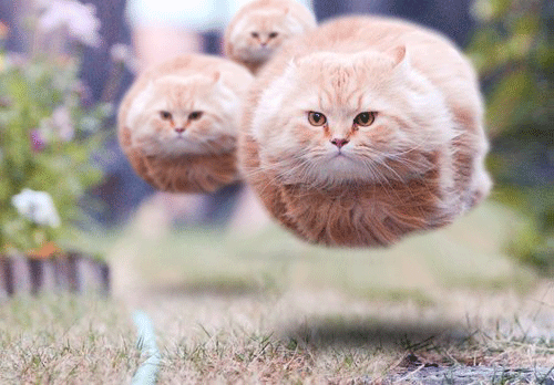 летят коты (500x348, 343Kb)