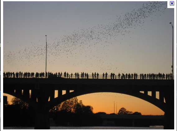 bats from bridge (569x421, 211Kb)