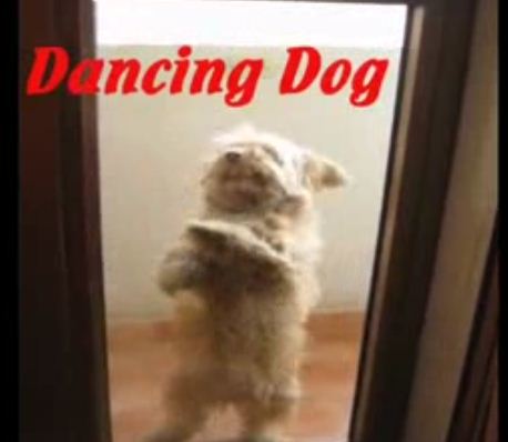 Собака танцевака. 3518263_10507639 (458x398, 25Kb)