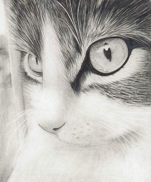 Рисунки простым карандашом. Животные. Авторы разные ч. 3 Kitty_by_kribu (580x700, 85Kb)