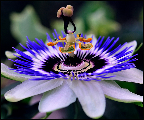 59281528_passiflora_10_passiflora[1] (500x416, 134Kb)