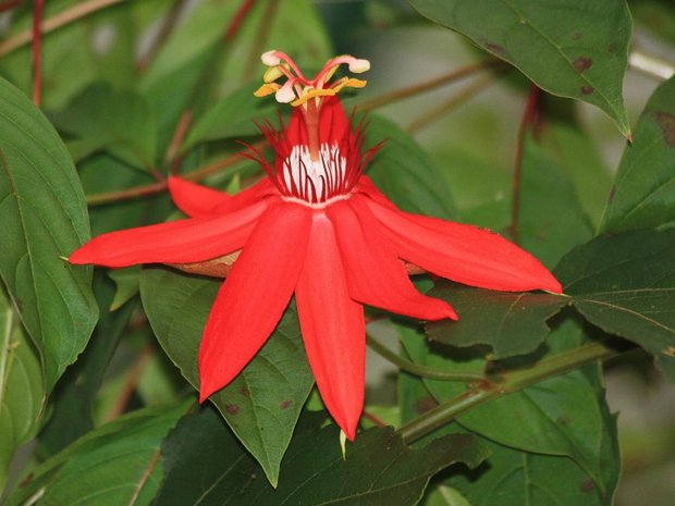 kosta-rika-passiflora-krasnaya-7829_1[1] (620x465, 63Kb)