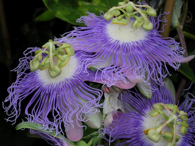 Passiflora%20garckei%2013[1] (640x480, 49Kb)