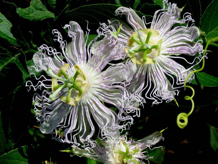 passiflora-incarnatavivid[1] (700x525, 125Kb)