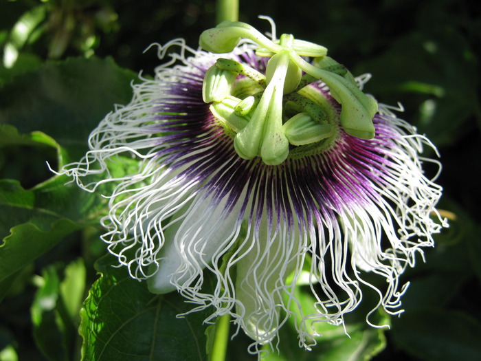 Passiflora_0320 (700x525, 126Kb)