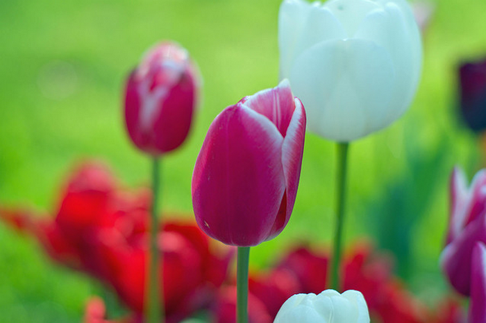 Istanbul Tulip Festival 2009  Flickr - Photo Sharing! (700x466, 749Kb)