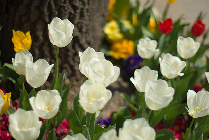 tulips  Flickr - Photo Sharing! (700x468, 852Kb)