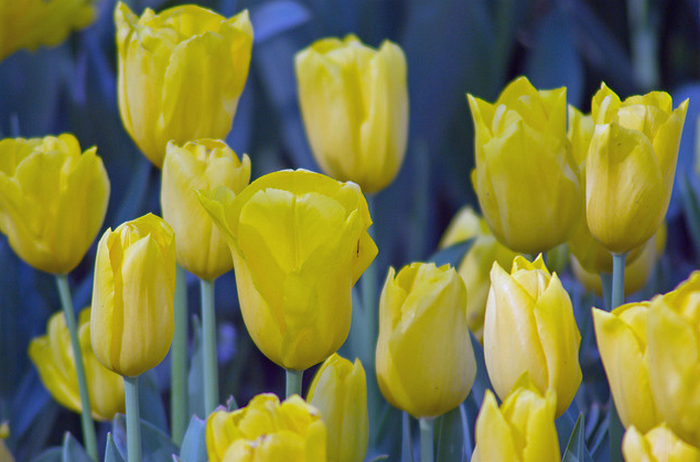 tulips, istanbul tulip festival 2009  Flickr - Photo Sharing! (700x462, 856Kb)
