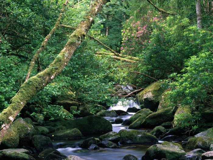 The Owengarriff River, Killarney National Park, Ireland (700x525, 391Kb)