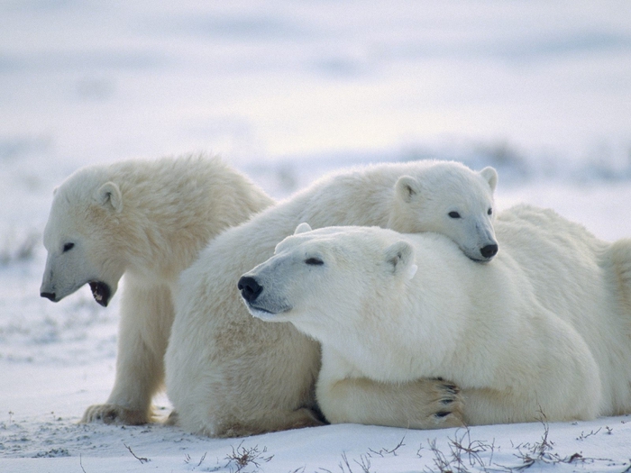 Bearly Awake, Churchill, Manitoba, Canada (700x525, 227Kb)