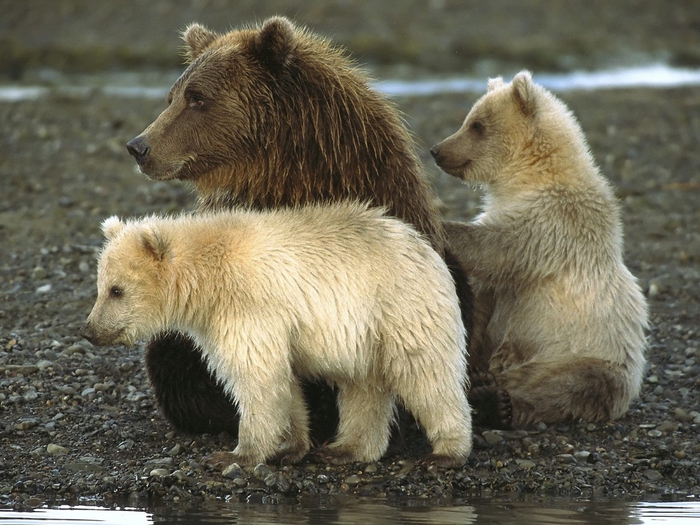Bears in Katmai National Park, Alaska (700x525, 303Kb)