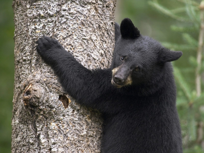 Black Bear Cub, Orr, Minnesota (700x525, 304Kb)