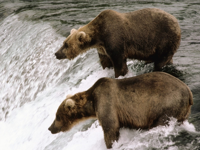 Brown Bear, Katmai National Park, Alaska (700x525, 290Kb)